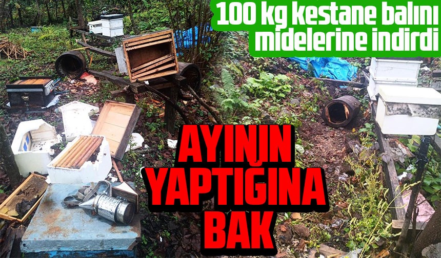 Artvinde ayılar arı kovanlarına zarar verdi Taka Gazete Trabzon