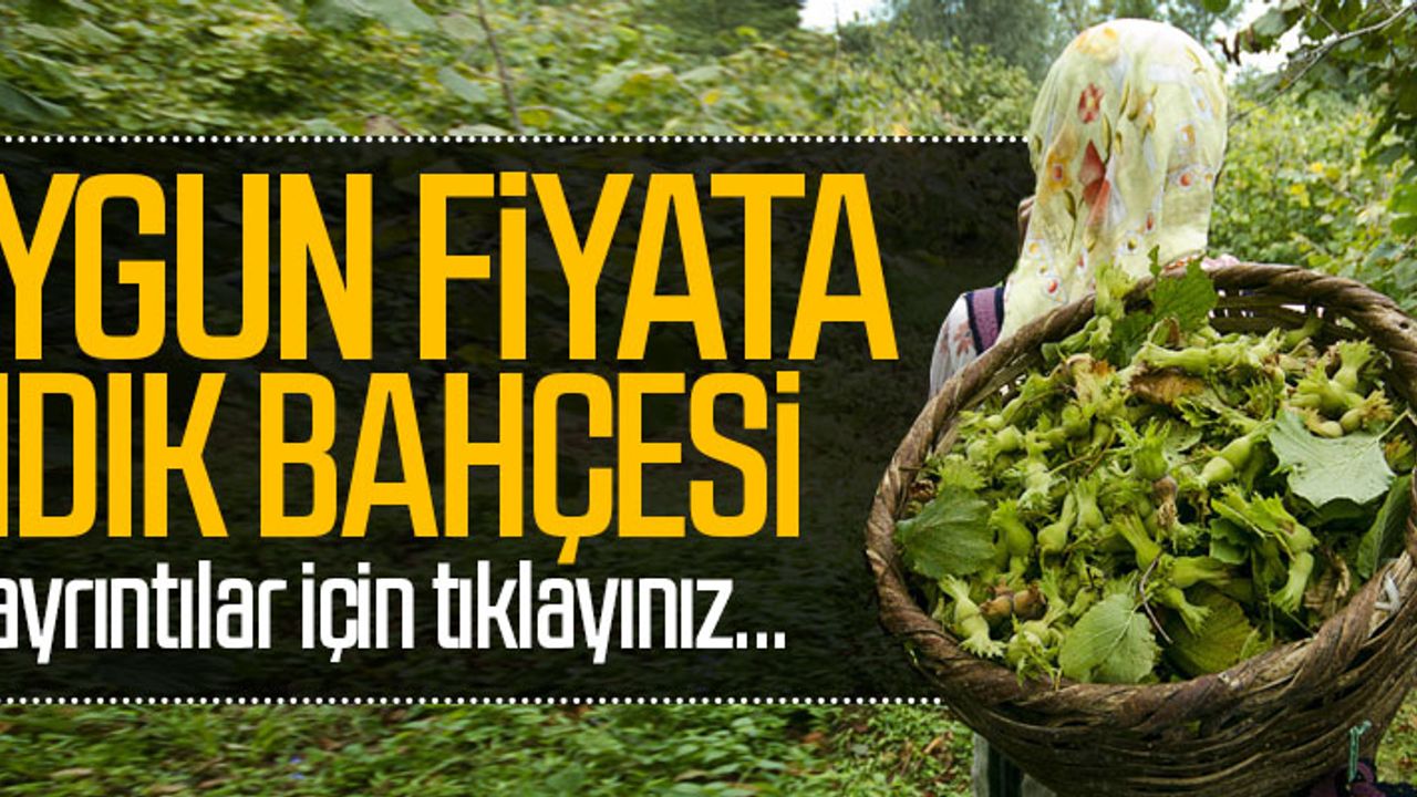 ORDU GÜRGENTEPE'DE SATILIK FINDIK BAHÇESİ