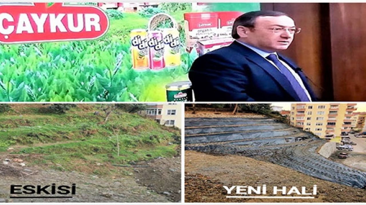 ÇAYKUR’DAN YENİ DAMIZLIK  KLON ÇAY BAHÇELERİ