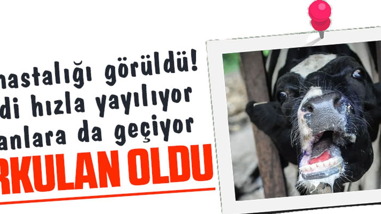 TÜRKİYE'DE İLK ŞAP HASTALIĞI GÖRÜLDÜ