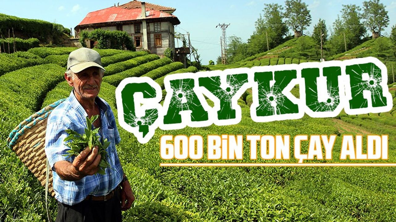 Çaykur 600 Bin Ton Çay Aldı                   