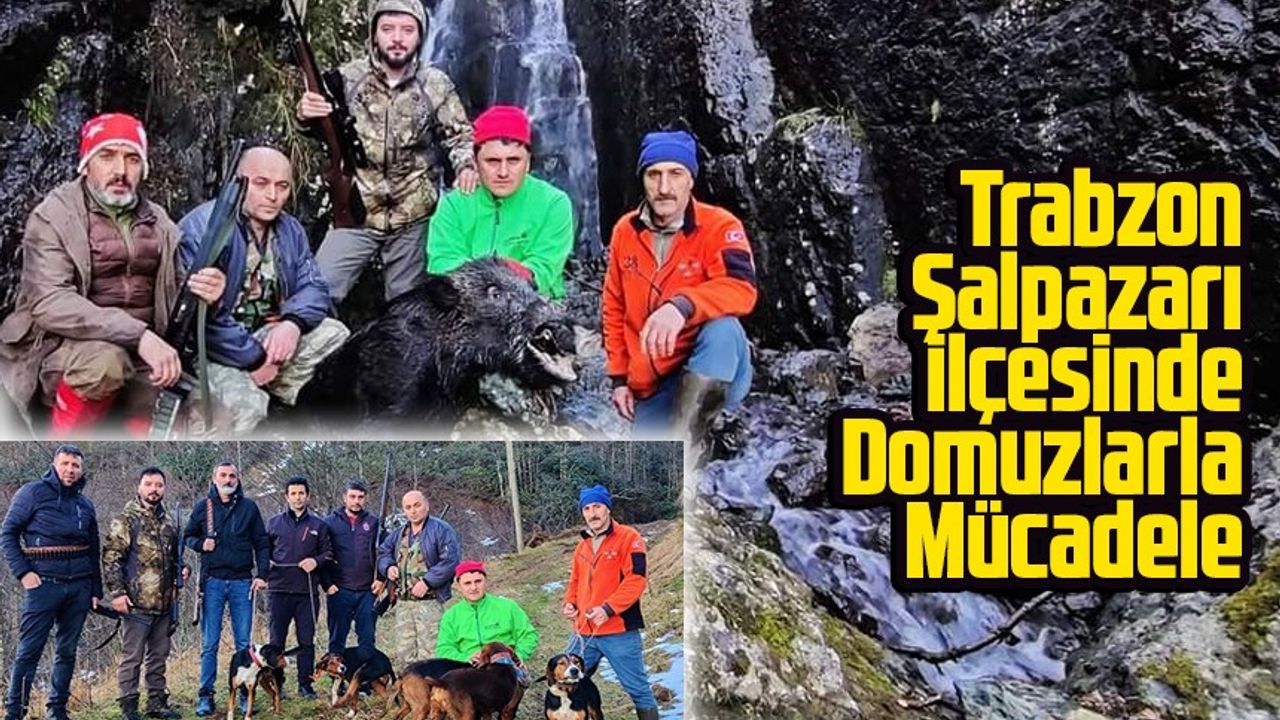 Trabzon Şalpazarı İlçesinde Domuzlarla Mücadele; Şalpazarlı Avcılar, Domuz Avına Karşı İnisiyatif Alıyor