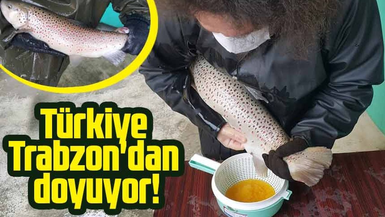 Trabzon'da Doğal Alabalık Üretimi ve Balıklandırma Projesi Devam Ediyor