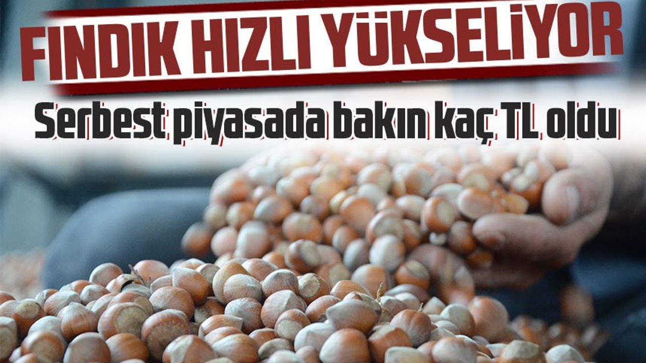Türkiye Ziraat Odaları Birliği Yöneticisi Arslan Soydan, Fındık Fiyatlarının Artışını Açıkladı