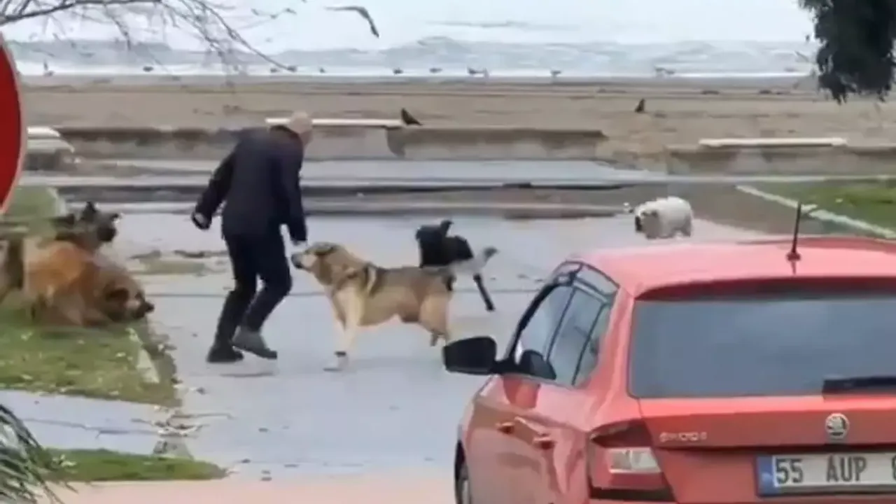 Samsun Sahilinde Korku Dolu Anlar: Sokak Köpekleri Vatandaşı Kovaladı!