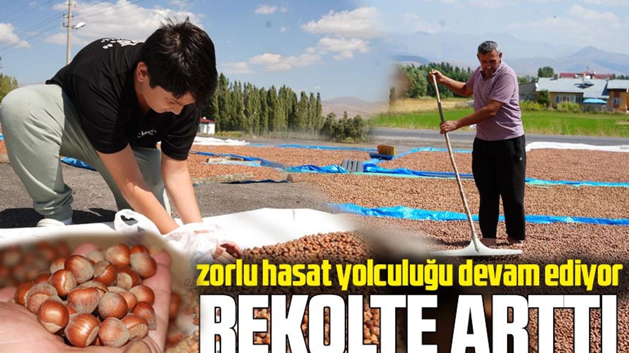 Trabzonlu Fındık Üreticileri Bayburt’ta! Zorlu Hasat Yolculuğu Devam Ediyor