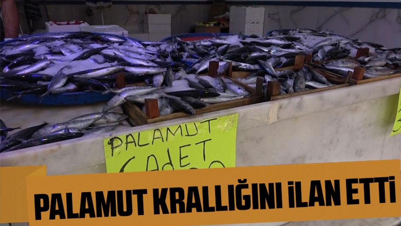Palamut bu sezon hem denizlerde ve tezgahlarda krallığını ilan etti