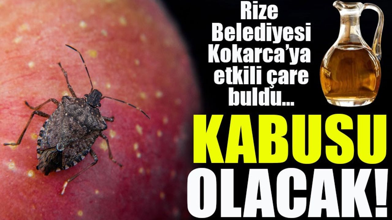 Rize Belediyesi’nden Çay Sirkesiyle Kokarca Böceği Mücadelesinde Başarı