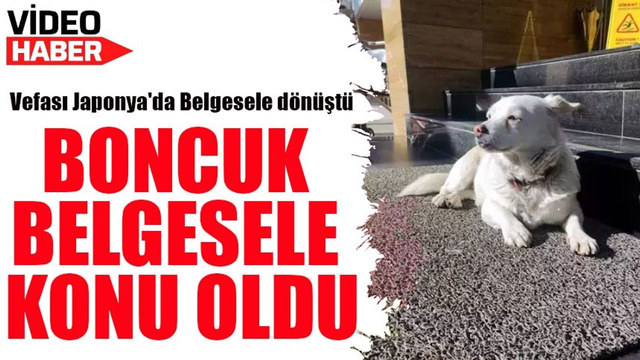 Trabzon'da 'Boncuk'un Vefası Japonya'da Belgesele Konu Oldu: Hachiko'nun İzinde