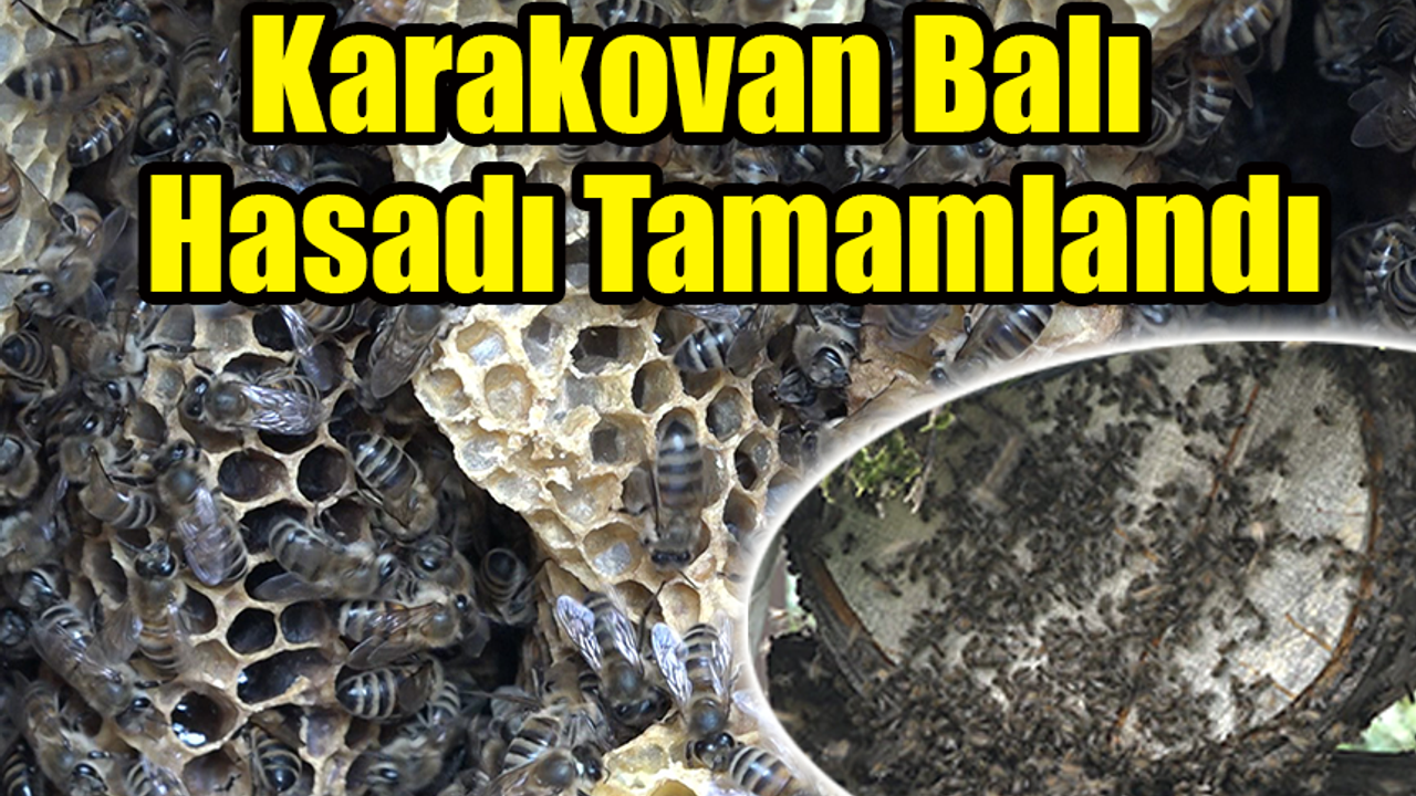 Rize'de Karakovan Balı Hasadı Tamamlandı, Fiyatı Belirlendi