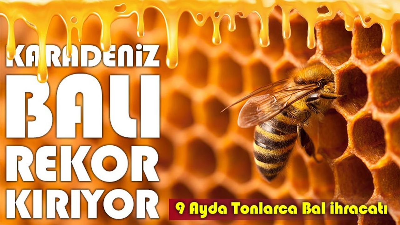 Karadeniz Balı 11 Ülkeye Ulaştı; Doğu Karadeniz’in 9 Aylık Bal İhracatı 1,7 Milyon Doları Aştı
