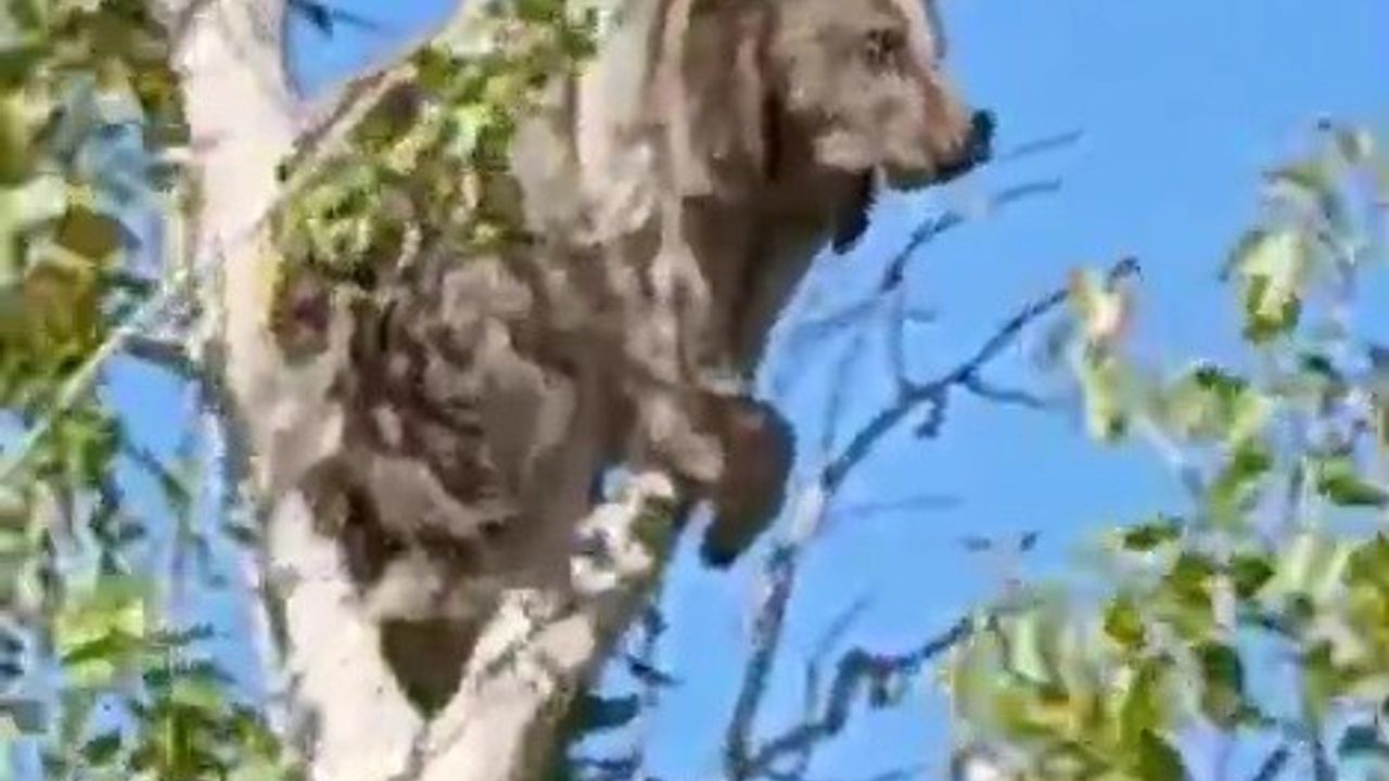 Bayburt’ta bir köyü alarma geçirmişti: Köpeklerden kaçan yavru ayı bu kez ağaç üstünde görüldü