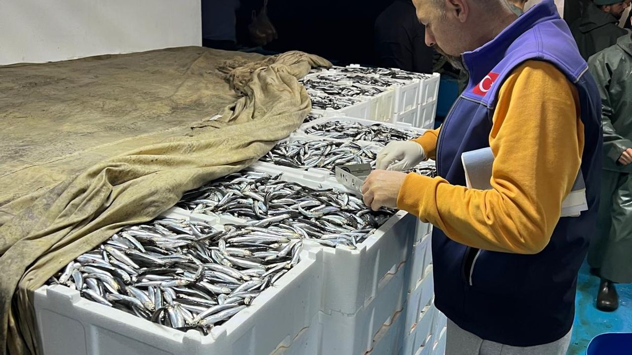 19 Mayıs ilçesinde avlanan balıklar kontrol ediliyor