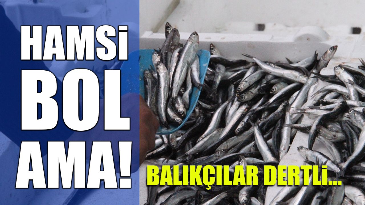 Hamsi Bol Ama! Balıkçılar Mazot Fiyatından Dertli
