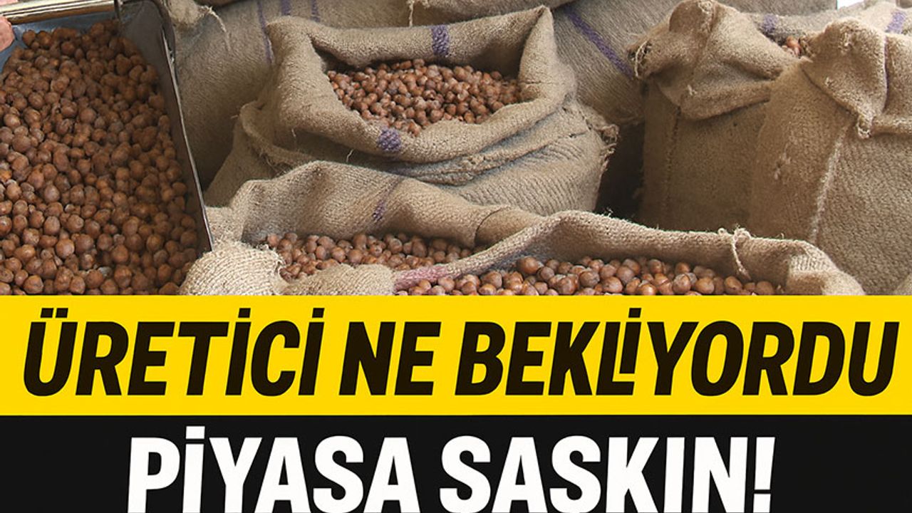 Üretici 400 Lira Beklerken Piyasa Şaşkın Fındık 350’den 280’e Geriledi