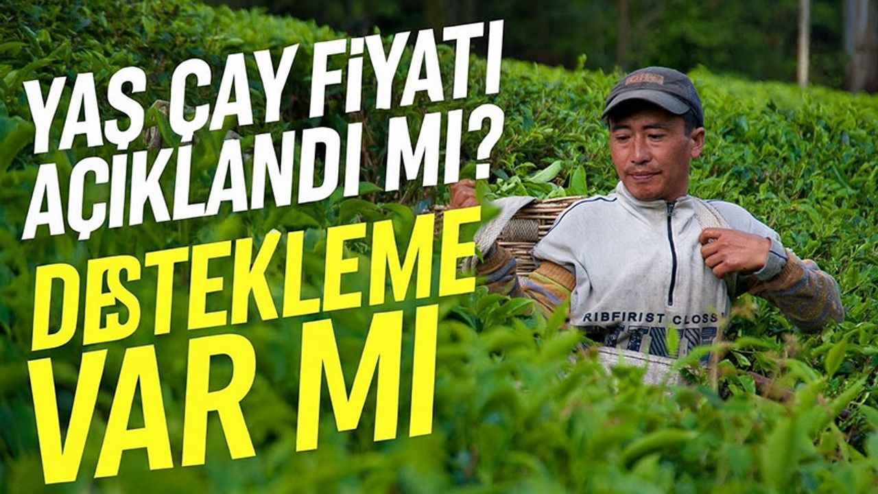 2025 Yaş Çay Fiyatı Açıklandı mı? İşte ÇAYKUR ve Özel Sektör Rakamları