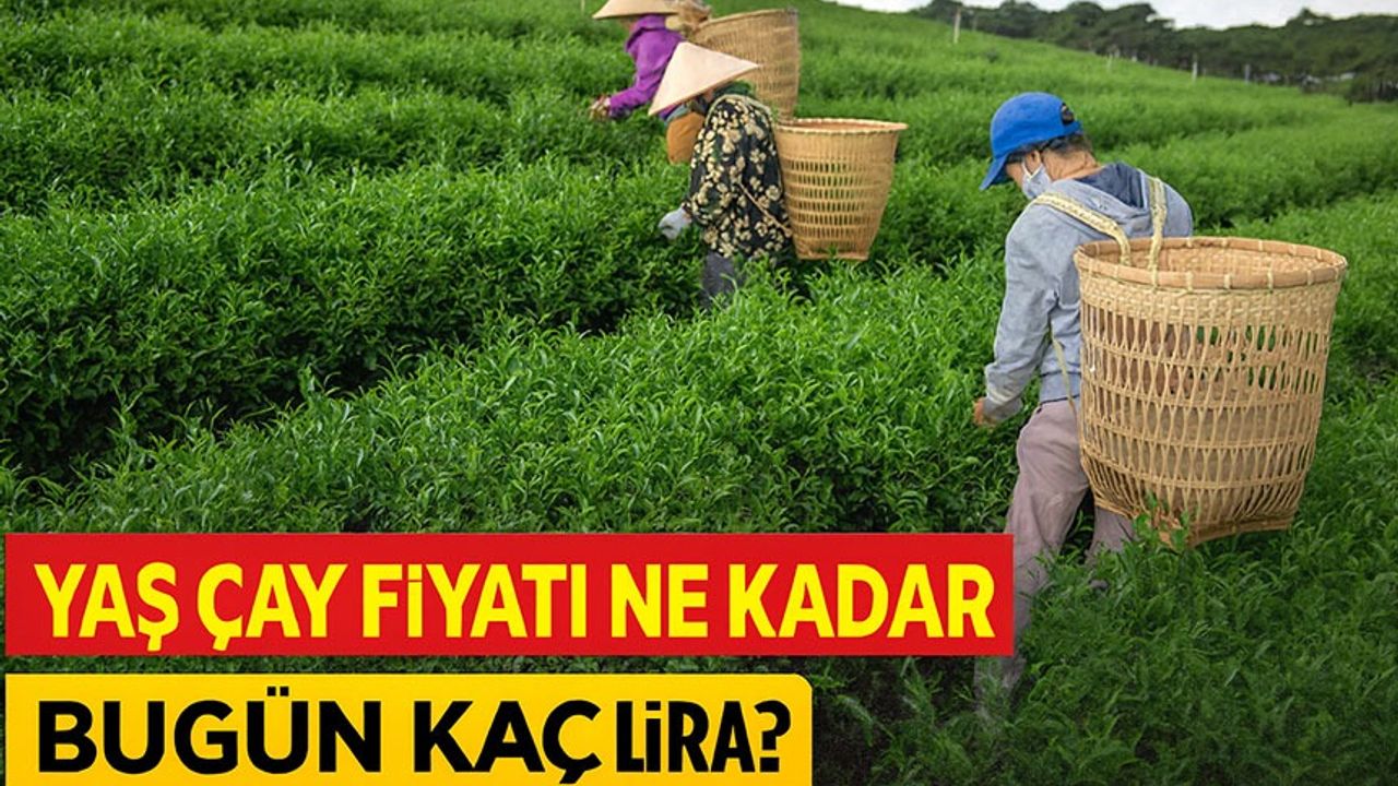 Yaş Çay Fiyatı Ne Kadar? ÇAYKUR Alım Fiyatı ve Özel Sektör Güncel Rakamları