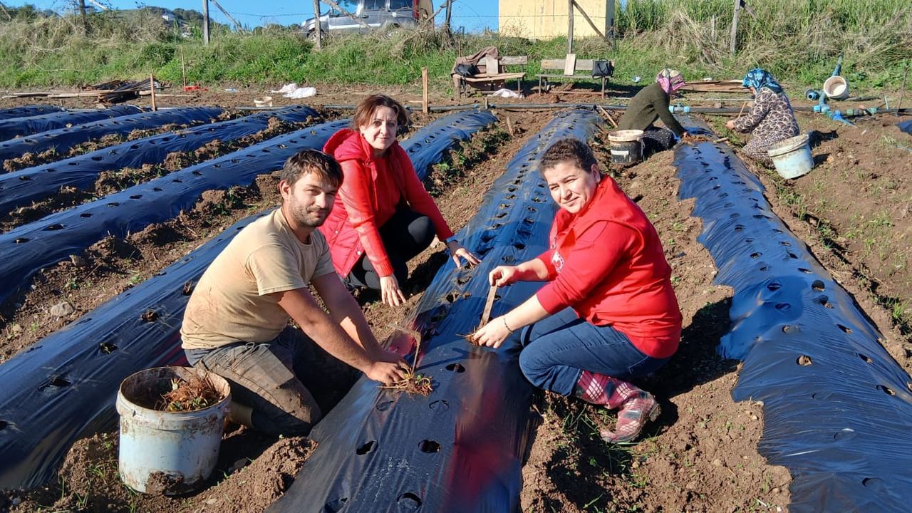 19 Mayıs'ta 'Engiz çileği' üretiminin artırılmasına çalışılıyor