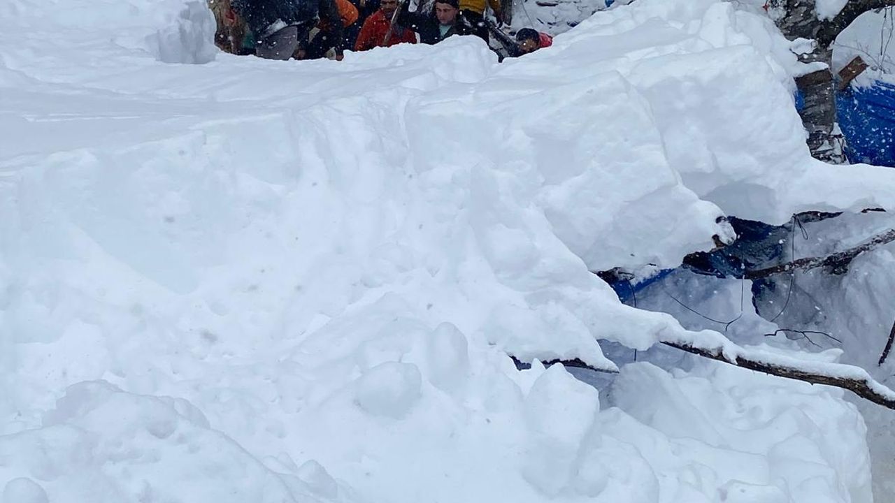 Ordu'da çatısı çöken ağıldaki 7 koyun telef oldu