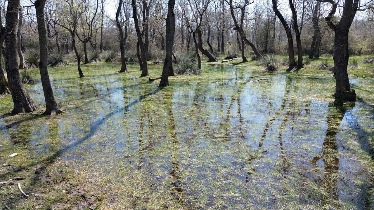 UNESCO listesindeki Kızılırmak Deltası'nda doğa canlanıyor