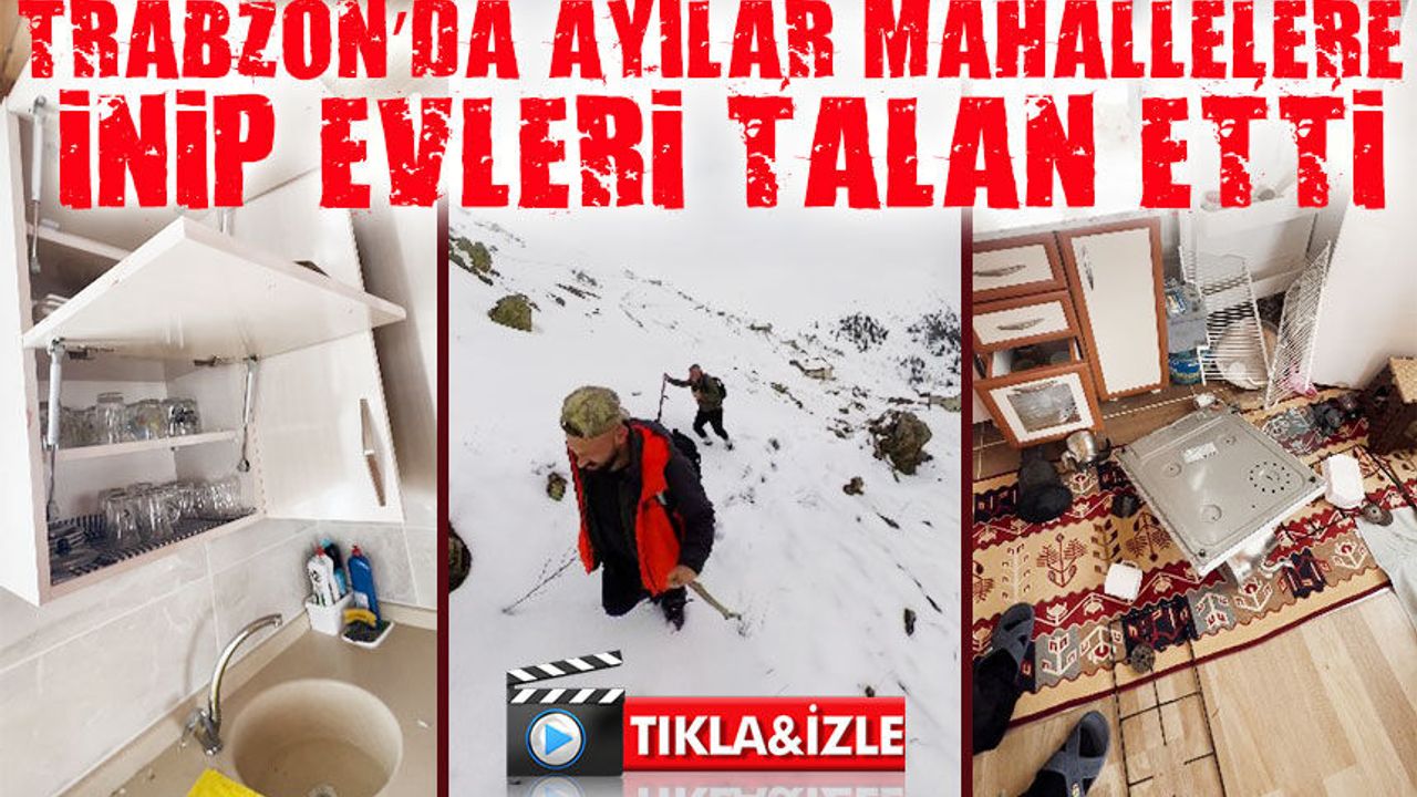 Trabzon’da Ayılar Yayladan Mahalleye İndiler : Ayılar Evlere Girmeye Başladı