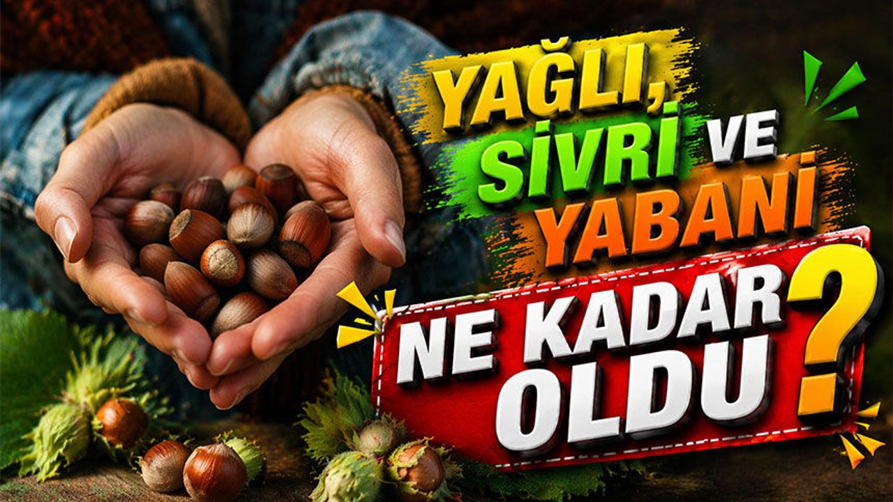 Fındık Fiyatları Ne Kadar Oldu? Yağlı, Sivri ve Yabani Fındık Fiyatları Bugün Kaç TL?