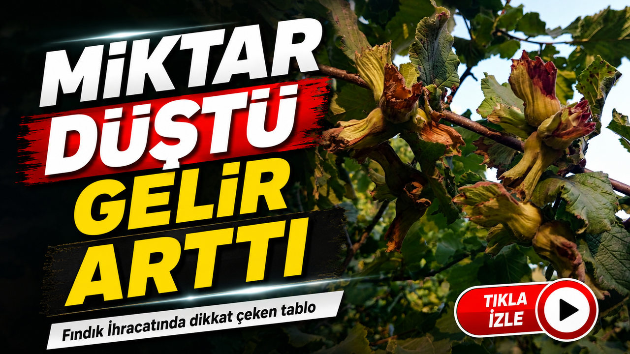 Fındık İhracatında Miktar Düştü, Kilogram Geliri Rekor Kırdı