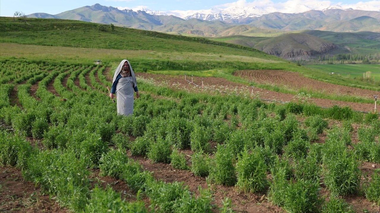 Bayburt'ta kadın üreticinin yetiştirdiği 'tarhun' ihraç edil