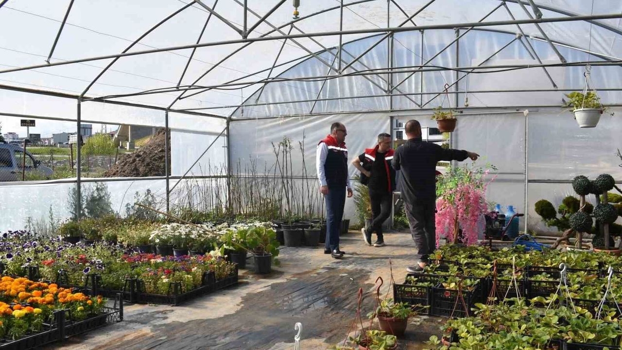 Bayburt'ta süs bitkisi ve tıbbi aromatik bitki üre