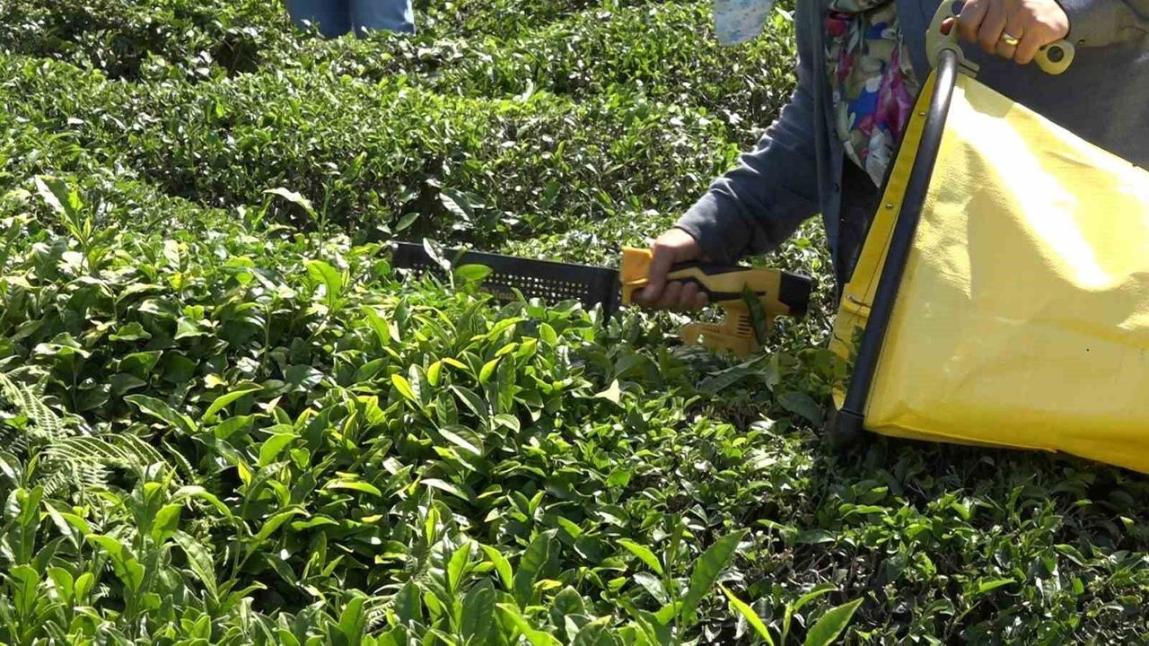 ÇAYKUR yaş çay alımına 2. kez 1 günlük ara verdi