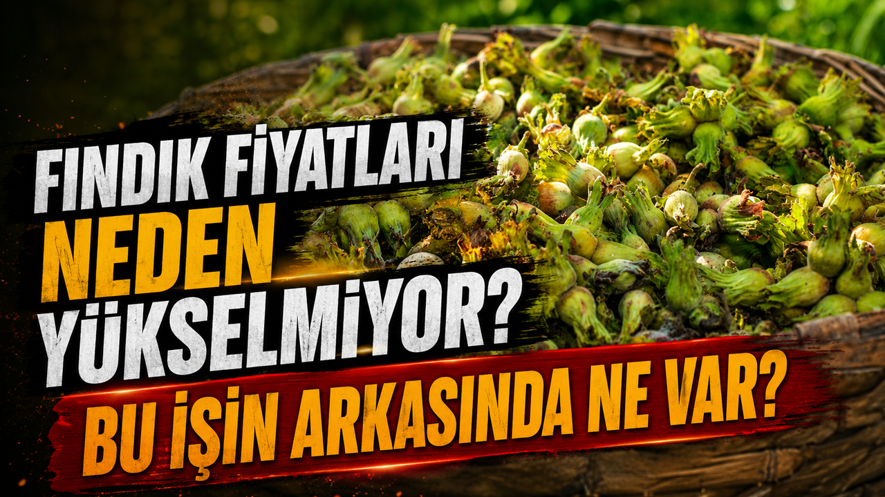 Serbest Piyasada Fındık Fiyatları Neden Yükselmiyo