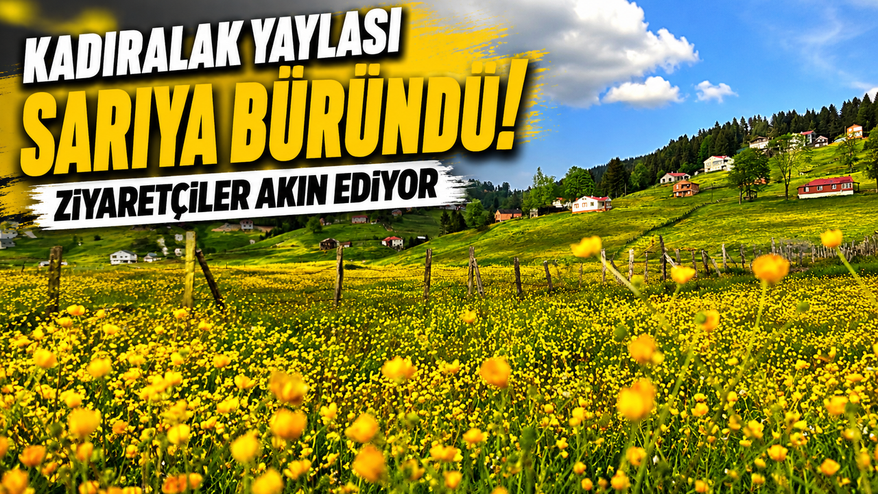 Kadıralak Yaylası Sarıya Büründü! Ziyaretçiler Akın Ediyor