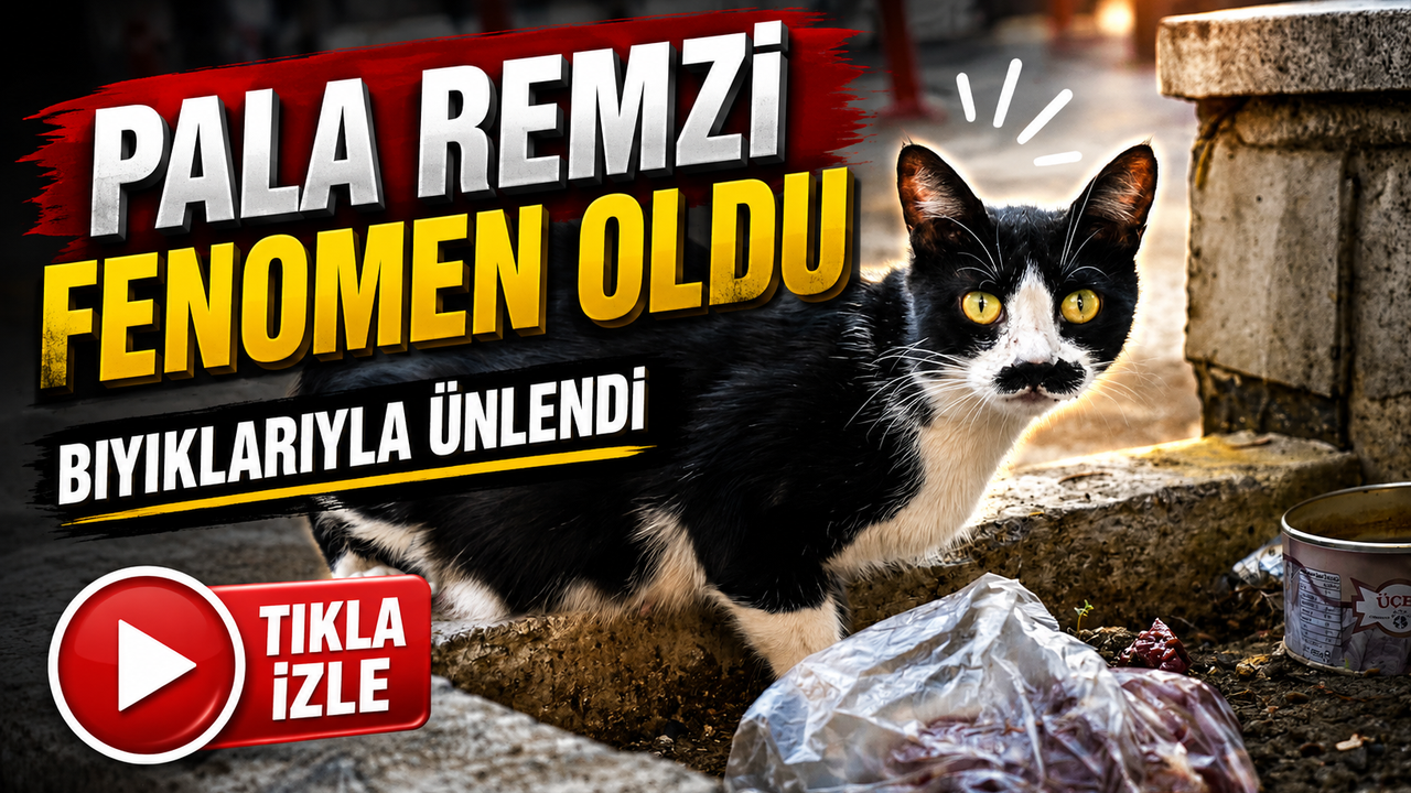 Samsun’un Bıyıklı Kedisi Fenomen Oldu: Adı “Pala Remzi”