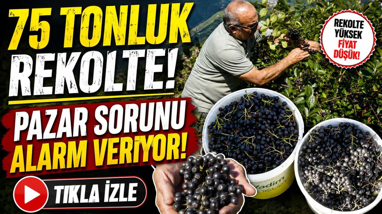 Gümüşhane’de aronya üretimi hızla büyüyor: 40 üretici sahada