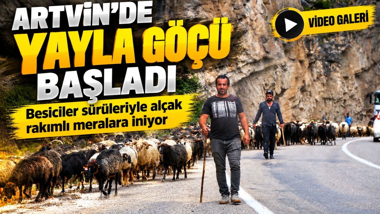 Artvin’de Yayla Göçü Başladı; Besiciler sürüleriyle alçak rakımlı meralara iniyor
