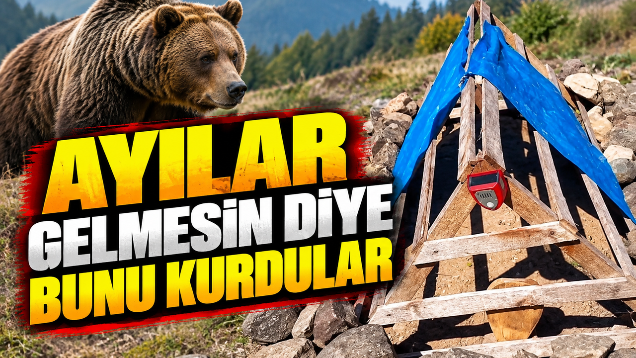 Rize’de mezarı ayılardan korumak için akılalmaz yöntem: Köpek sesi kurdular