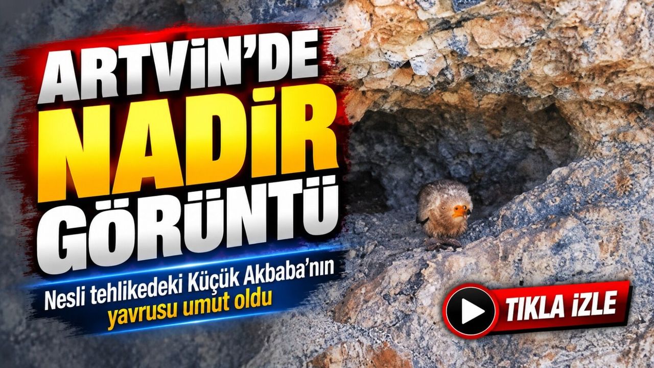 Artvin’de Umutlandıran Görüntü: Nesli Tehlikedeki Küçük Akbaba Yavrusuyla Ortaya Çıktı