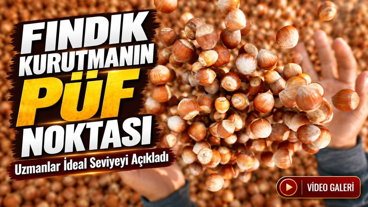Fındık Kurutmanın Püf Noktası; Uzmanlar İdeal Seviyeyi Açıkladı