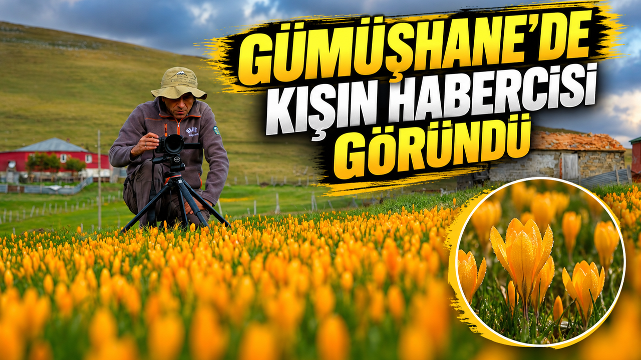 Kışın habercisi vargitler Gümüşhane yaylalarında açtı