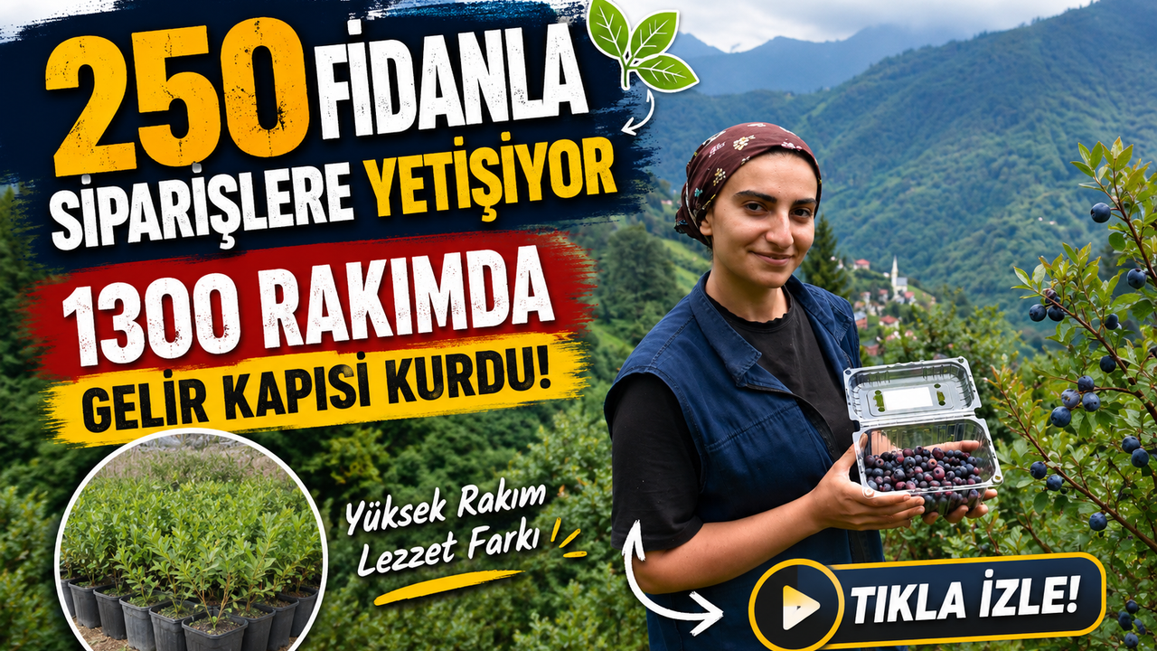 1300 Rakımda Gelir Kapısı Kurdu: 250 Fidanla Siparişlere Yetişiyor