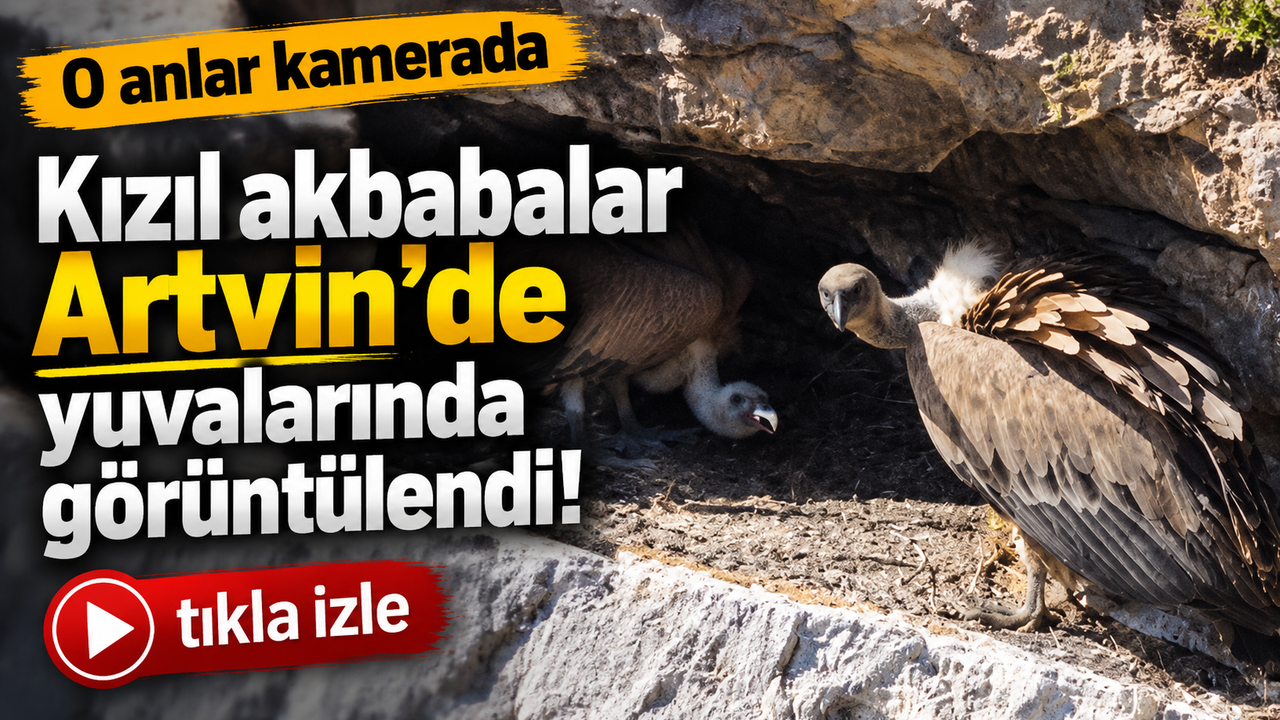 Artvin’de kızıl akbabaların yuvasında dikkat çeken görüntüler