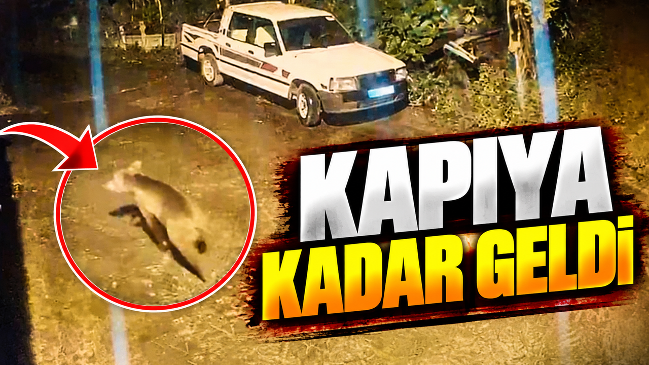 Arhavi’de Gece Yarısı Ayı Paniği: Evin Kapısına Kadar Geldi