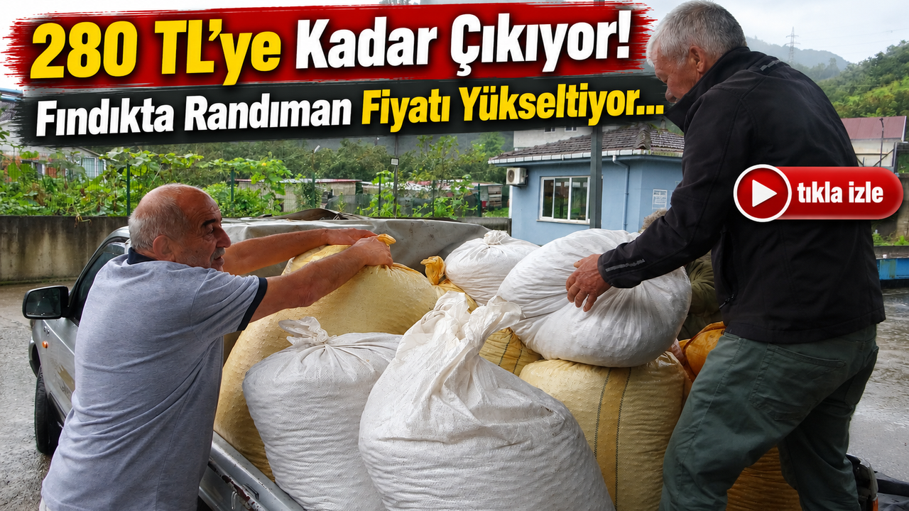 Fındıkta Randıman Fiyatı Yükseltiyor: 280 Tl’ye Kadar Çıkıyor