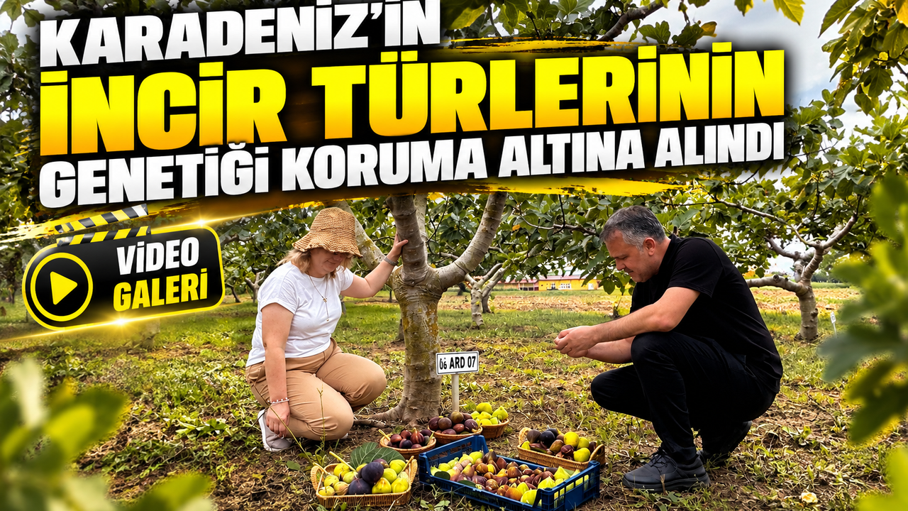 Karadeniz’in incir türlerinin genetiği koruma altına alındı