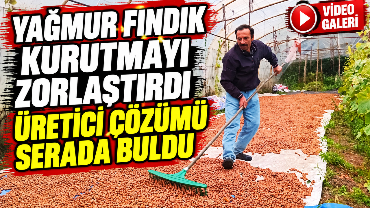 Karadeniz'de Yağmur Fındık Kurutmayı Zorlaştırdı Üretici Çözümü Serada Buldu!