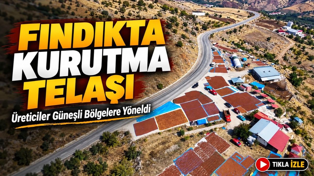 Giresun’da Fındık Kurutma Telaşı Sürüyor: Üreticiler Güneşli Bölgelere Yöneldi