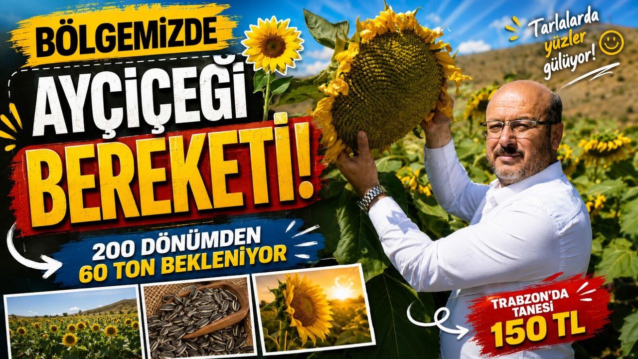 Bölgemizde Ayçiçeği Bereketi: 200 Dönümden 60 Ton Bekleniyor
