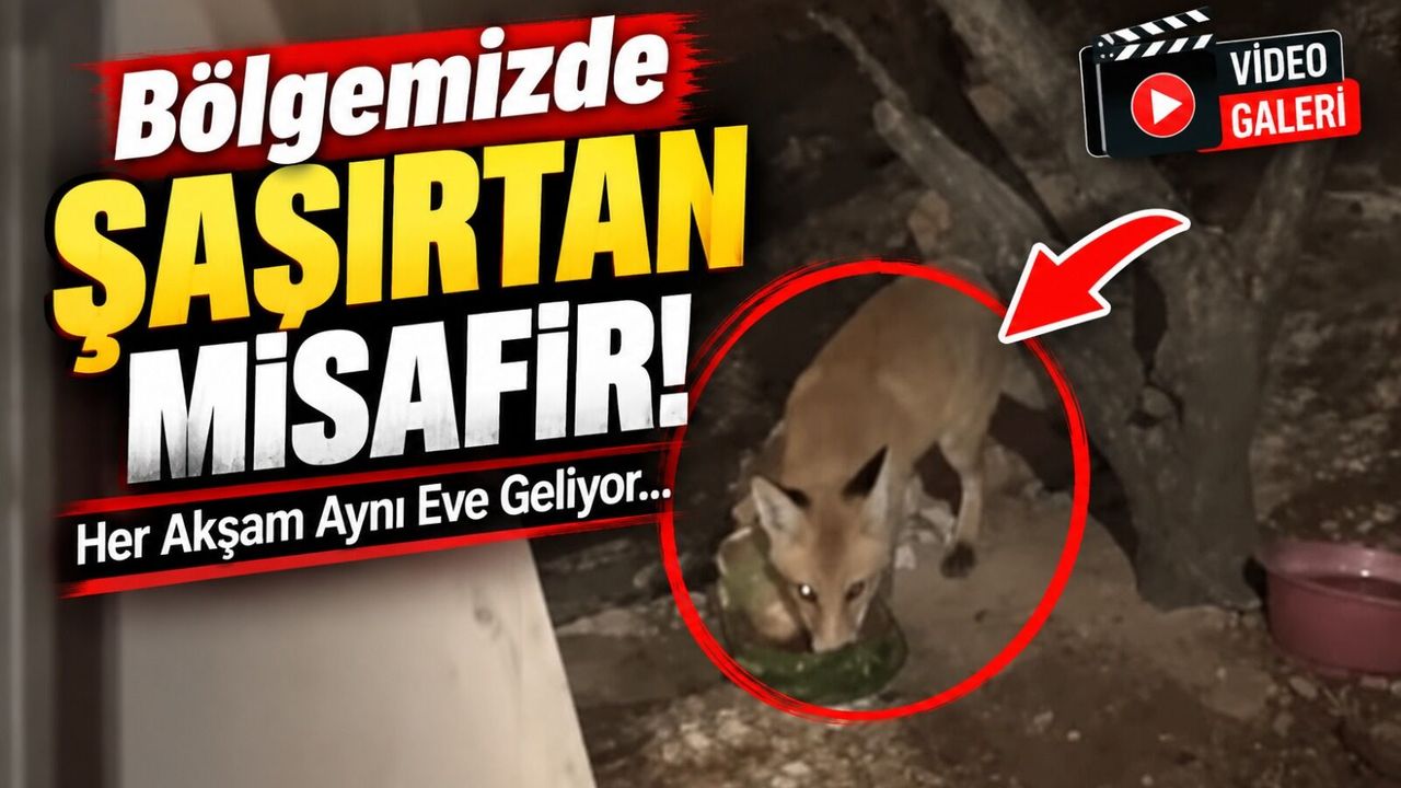 Bölgemizde şaşırtan misafir: Her akşam aynı eve geliyor