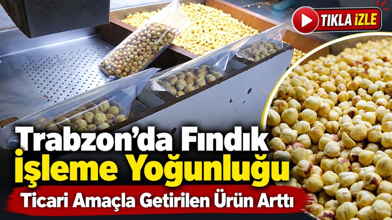 Trabzon’da fındıkta hasat bitti, işleme dönemi başladı