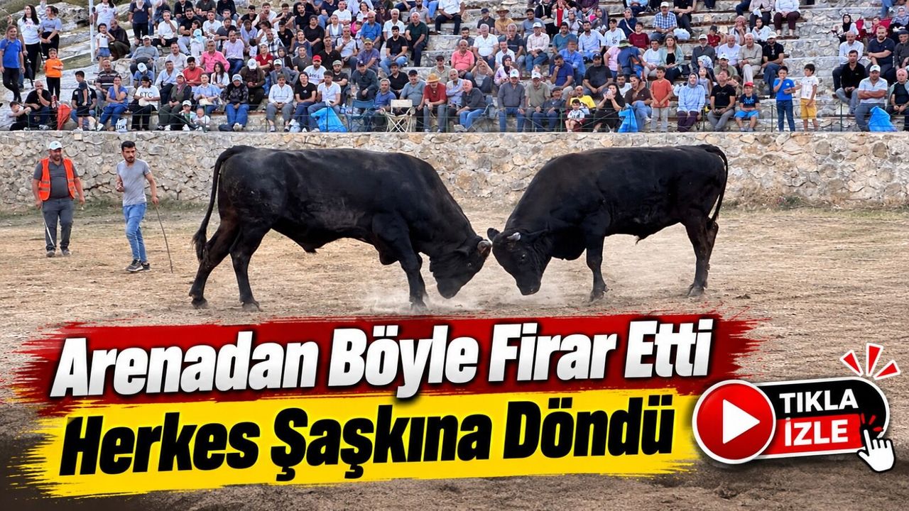 Ardanuç Boğa Güreşinde İlginç Anlar: Rakibini Görünce Arenadan Kaçtı